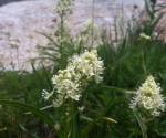 Death Camas