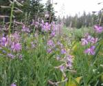 Fireweed