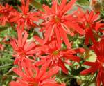 Indian pink