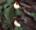 Mountain lady\'s slipper