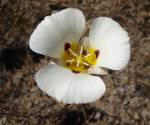 Mariposa lily