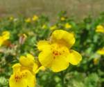 Monkeyflower