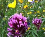 Owls clover & poppies