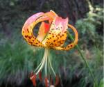 Leopard Lily