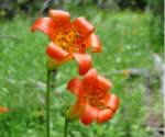 Alpine Lily