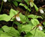 Lady\'s slipper