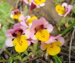 Pansy monkeyflower