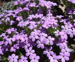 Phlox