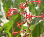 Scarlet gilia