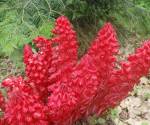 Snowplant 