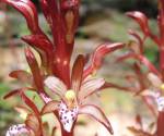 Spotted coral root