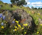 Spring flower garden