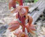 Striped coral root