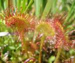 Sundew