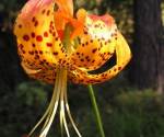 Tiger lily