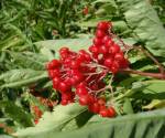 Toyon