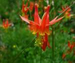 Western columbine