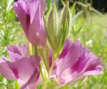 Williamson\'s clarkia