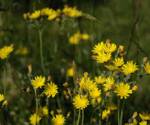 Yellow hawkweed