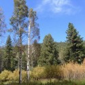 Sierra Nevada meadow