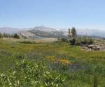 Gaylor Lakes Basin - Tioga Pass - Yosemite