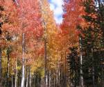 Aspens Eagle Meadow