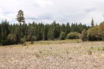 Boggy Meadow