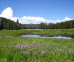 Bourland Meadow