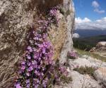 Yosemite Wilderness