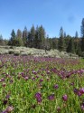Sierra Nevada meadow full of clover