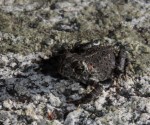 Western toad