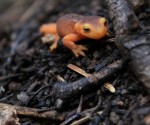 Sierra newt