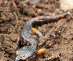 Sierra nevada ensatina