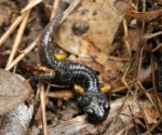 Sierra nevada ensatina