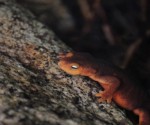 Sierra newt