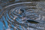 River Otter by Andrew Fife