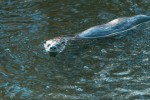 River Otter by Andrew Fife