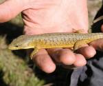 Alligator lizard