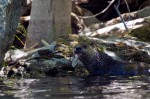 River Otter by Andrew Maurer