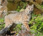 Bobcat