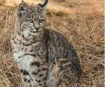 Bobcat