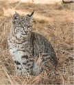 Bobcat by Steve Hannon