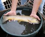 German  brown trout