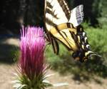 Swallowtail butterfly