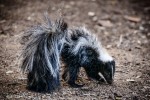Skunk by Connie Cassinetto
