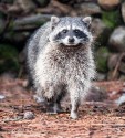 Raccoon by David Hargus