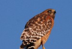 Red-shouldered hawk by Drew Myers