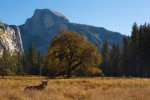 Coyote Yosemite Valley and Half Dome by Dino Rovera