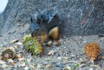 Douglas\' Squirrel by Dino Rovera