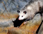Opossum by Elissa Wall